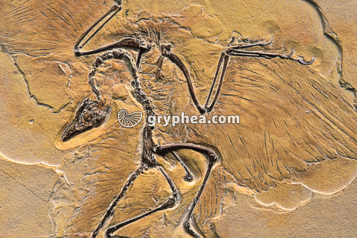 Archaeopteryx - vue montrant les ailes et les plumes - Jurassique supérieur (Solnhofen, Bavière, Allemagne)  - gryphea.org